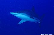 Raies et Requins Sharks and Rays